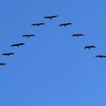 Cranes (Grus grus), Hortobágy National Park, Hungary